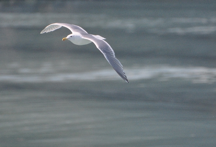 seagull flying behind our boat